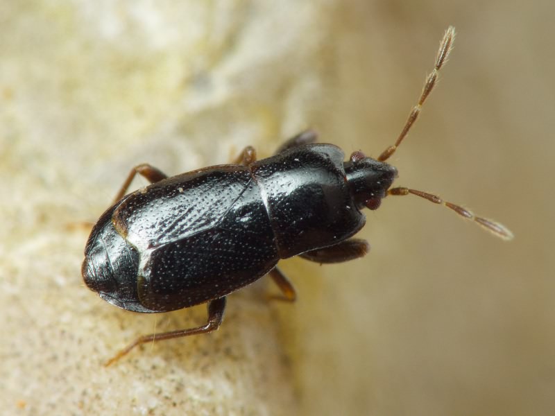 Plinthisus brevipennis (Latreille, 1807)